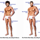 Illustration for article titled Here are the perfect male and female bodies, according to men and women